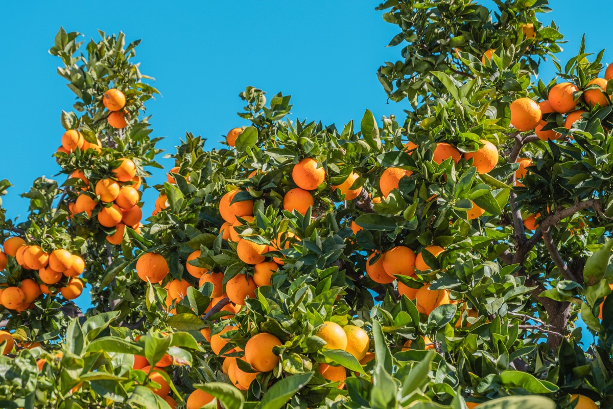 arancio pianta arance