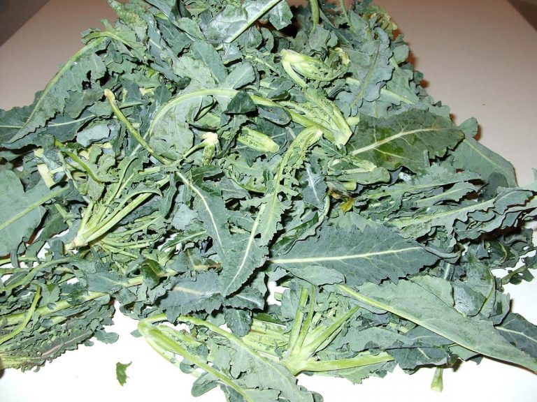 broccolo fiolaro creazzo