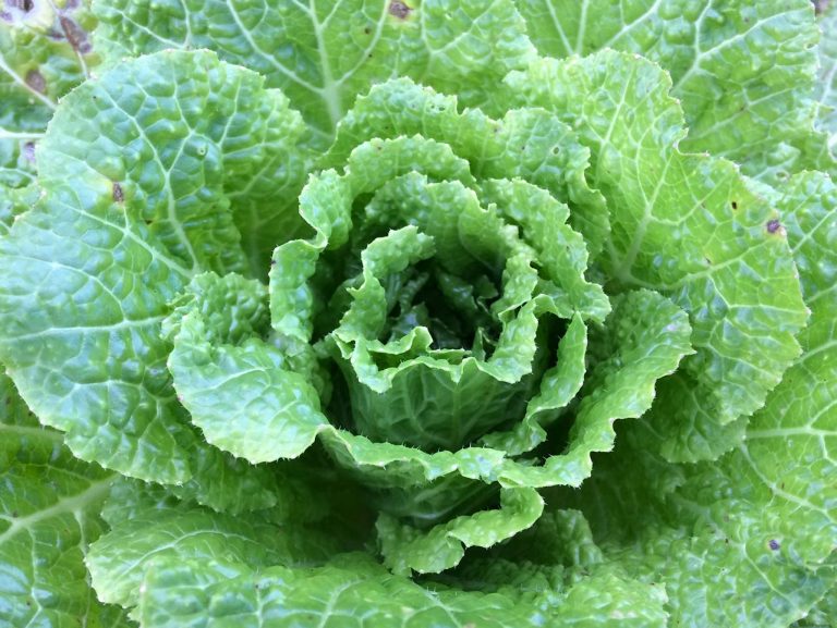 cavolo cinese pak choi