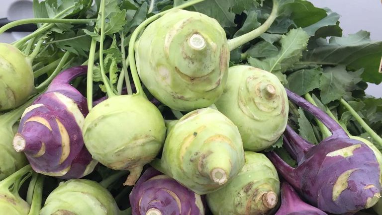 cavolo rapa kohlrabi