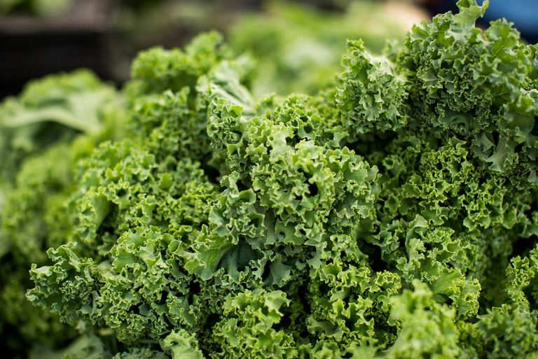 cavolo riccio kale