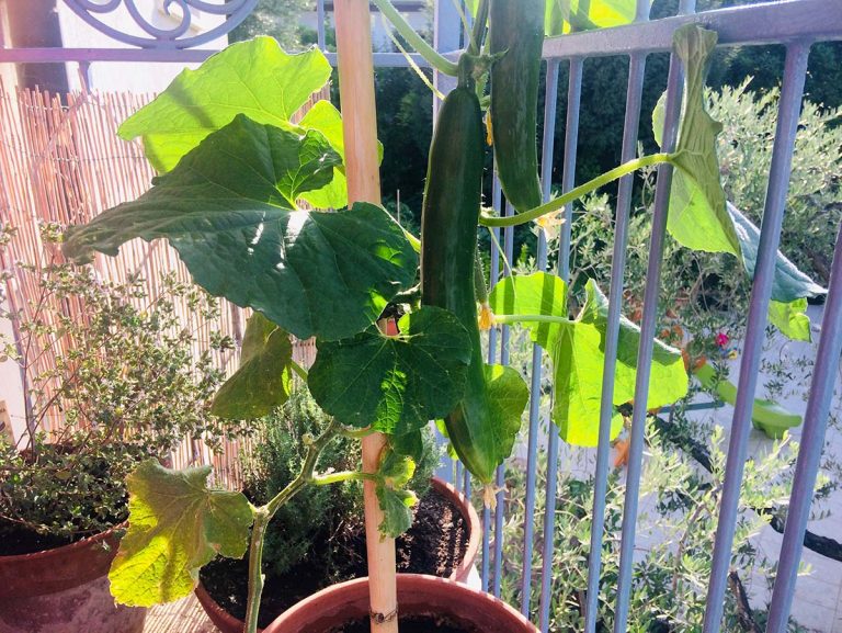 cetriolo vaso balcone