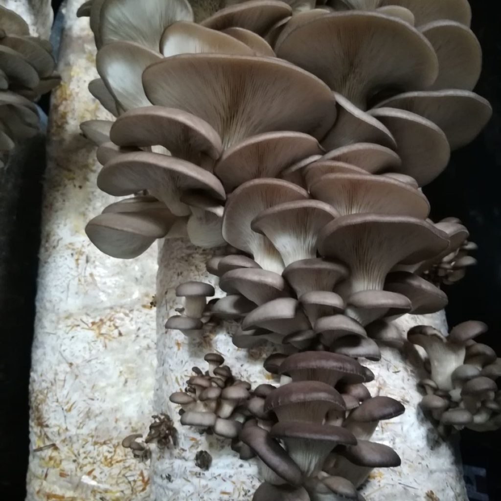 coltivare funghi da mangiare