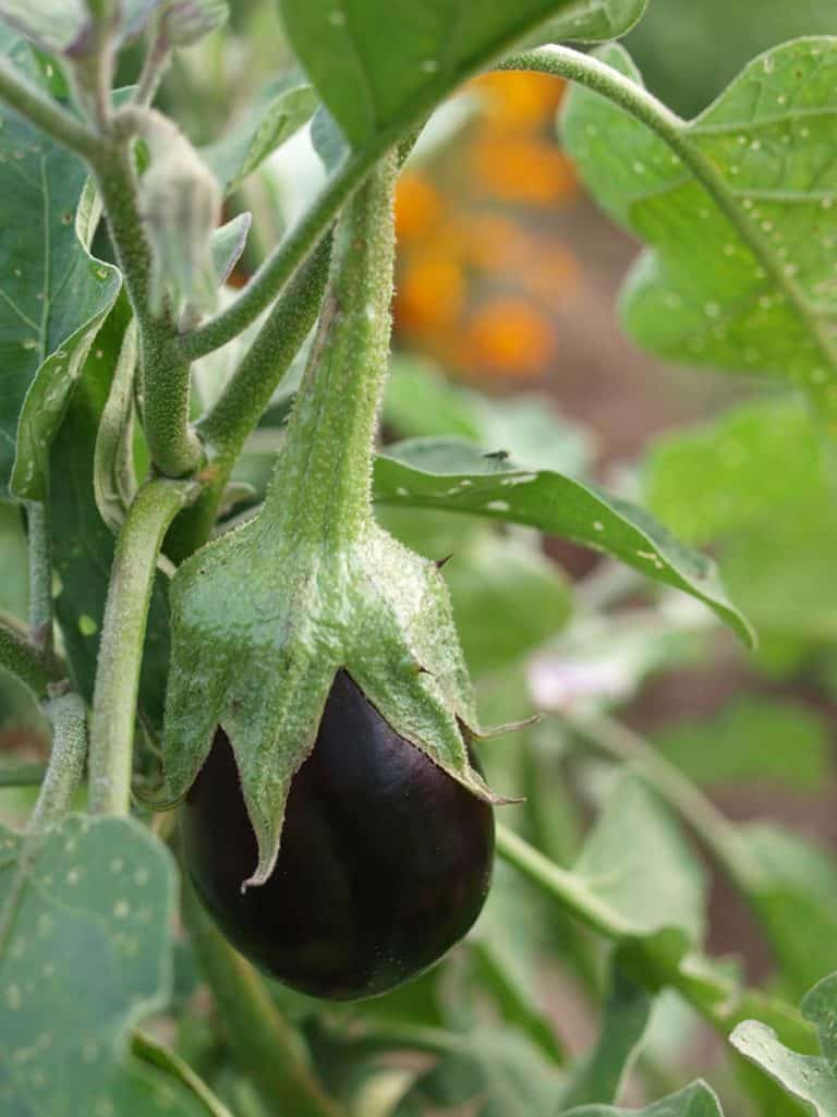 coltivare melanzana