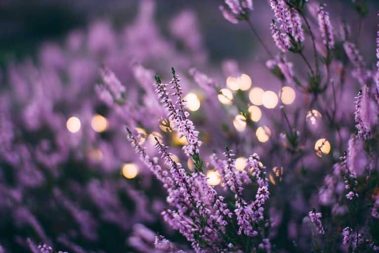 coltivare pianta di lavanda