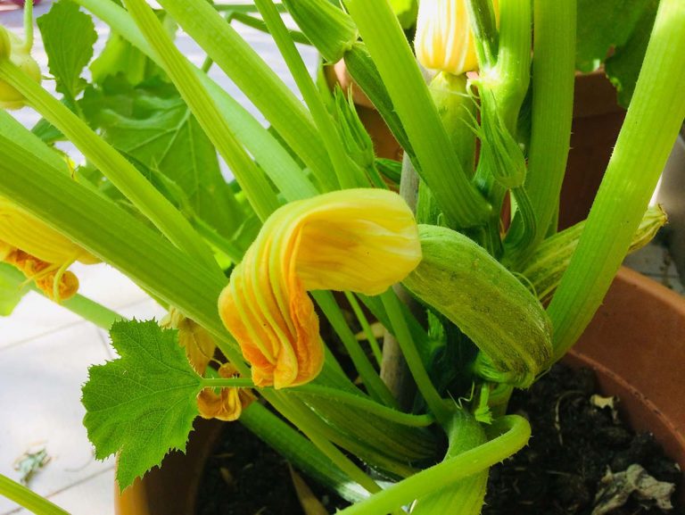 coltivare zucchine in vaso