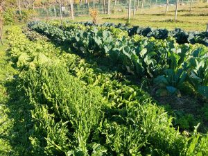 Agricoltura e limiti planetari coltivazione naturale