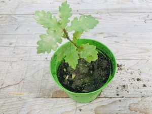 come creare piante micorrizate