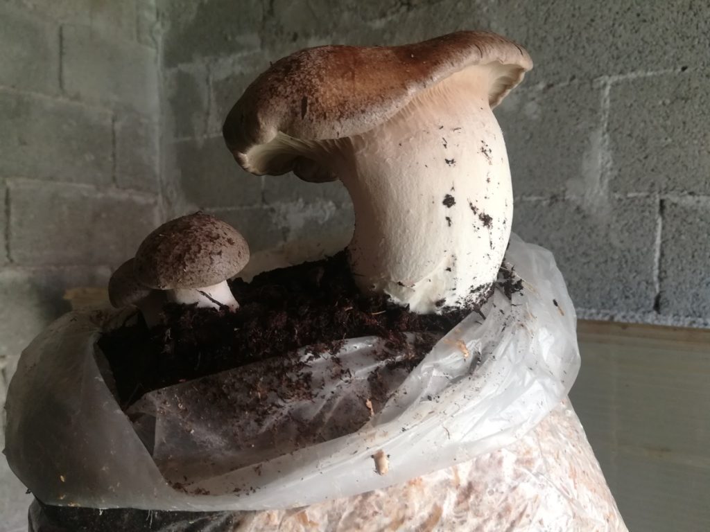 crescere funghi
