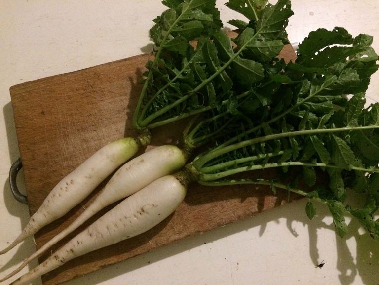 daikon