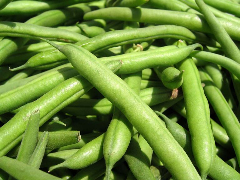 fagiolino rampicante tegolina cornetto