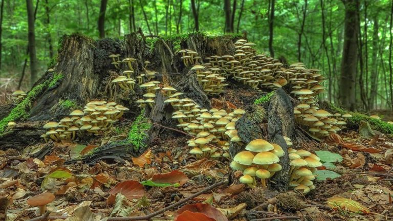funghi foresta