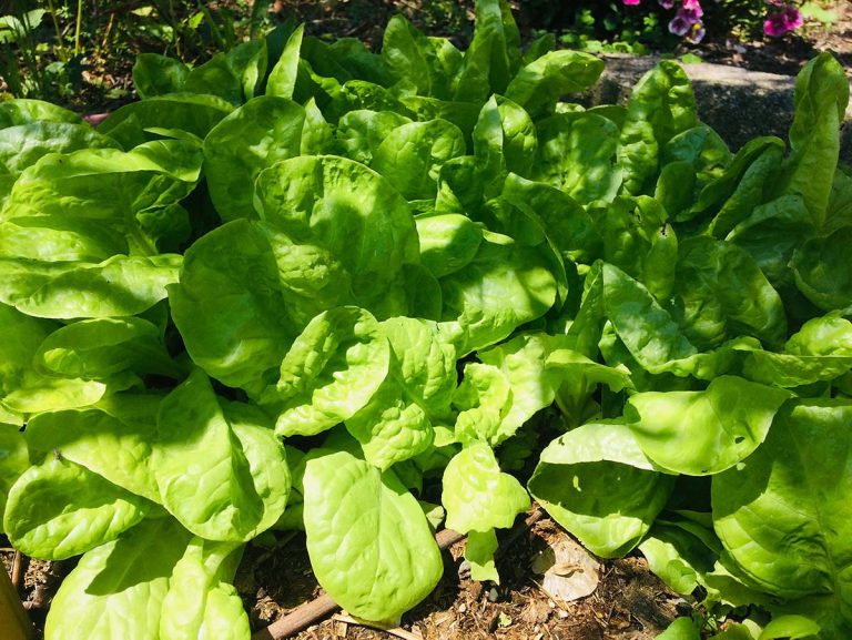 insalata da taglio