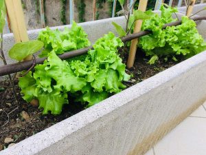 Come coltivare lattuga in vaso: tecniche e consigli