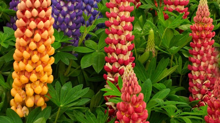 lupini