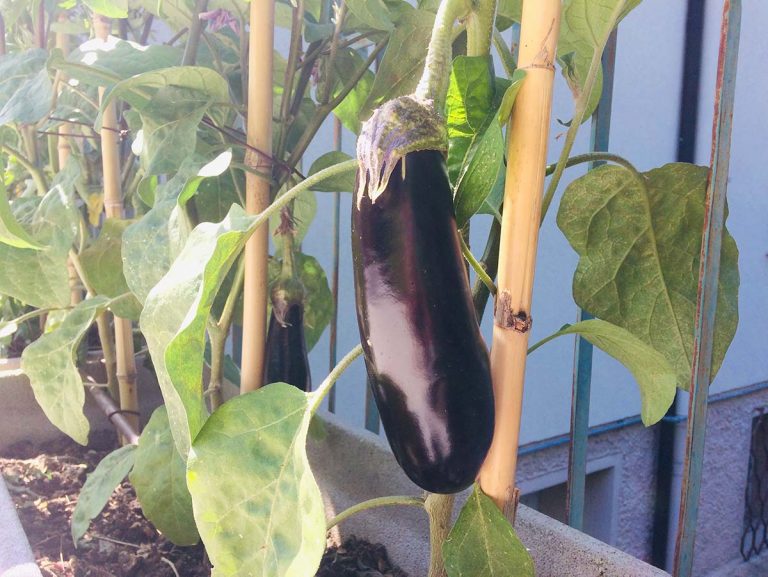 melanzane sul balcone