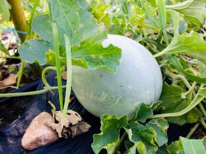 melone pianta orto
