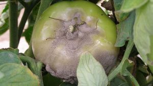 Muffa grigia del pomodoro: come riconoscerla e prevenirla