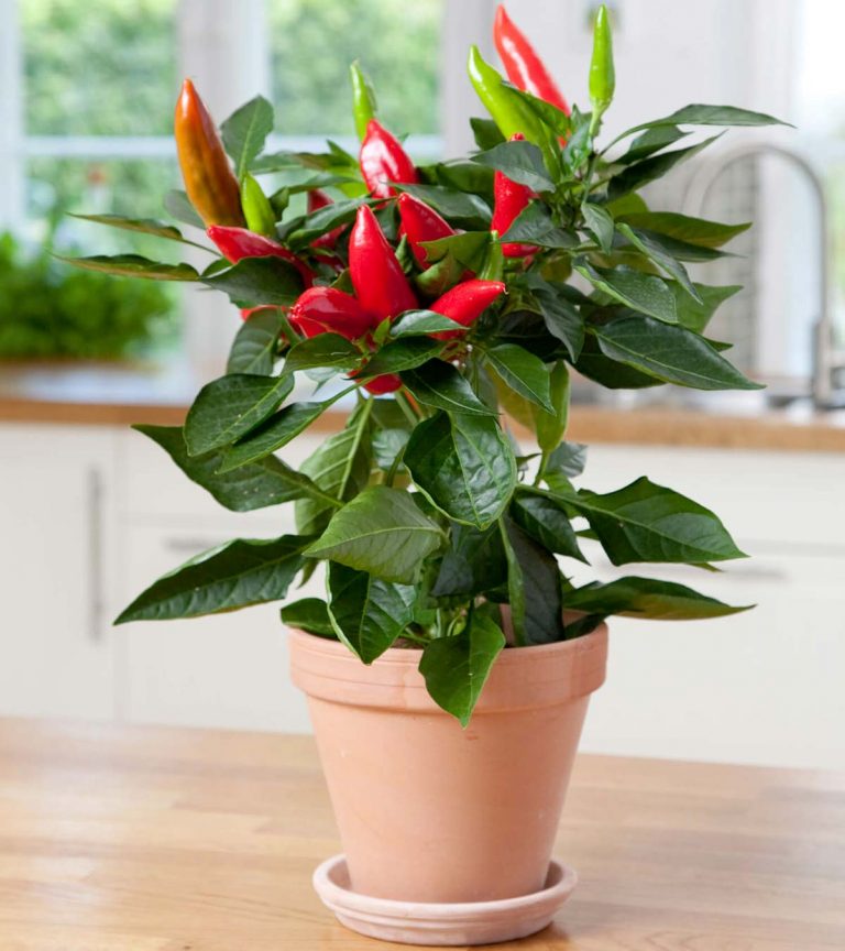 Semi Di Peperoncino Kiepenkerl - Semaforo Rosso In Vaso, Piccante, 1033400
