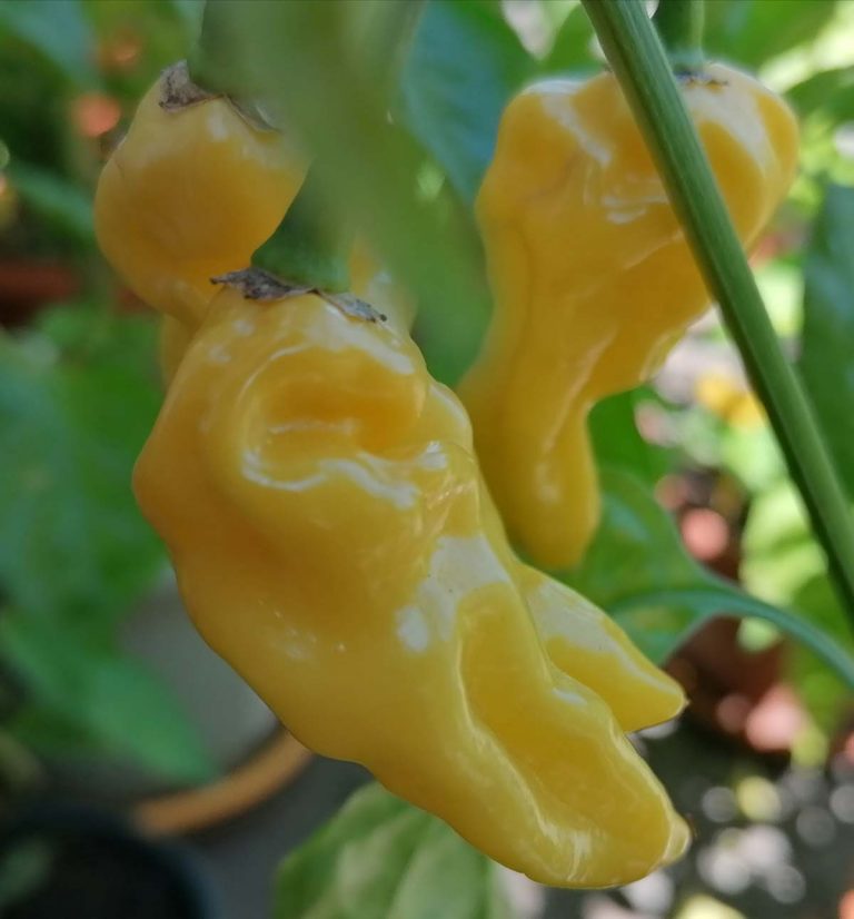 peperoncini piccanti in vaso
