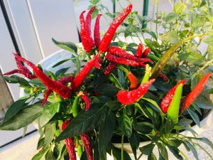 Come coltivare peperoncini piccanti in vaso: tecniche e consigli