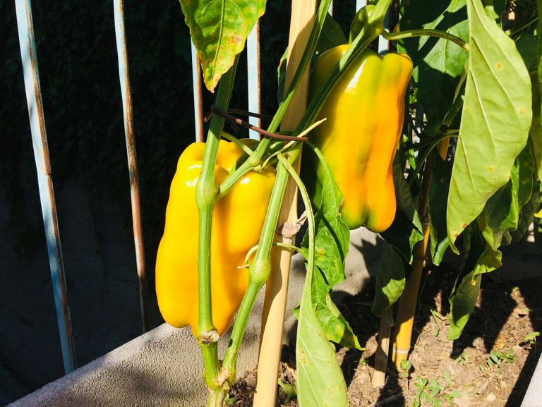 peperoni gialli orto casa