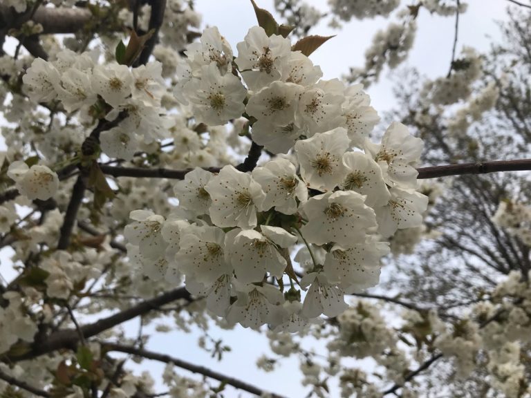 ciliegio pianta di ciliegie