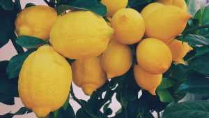 Come coltivare il limone: tecniche e consigli