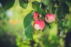pianta di mele
