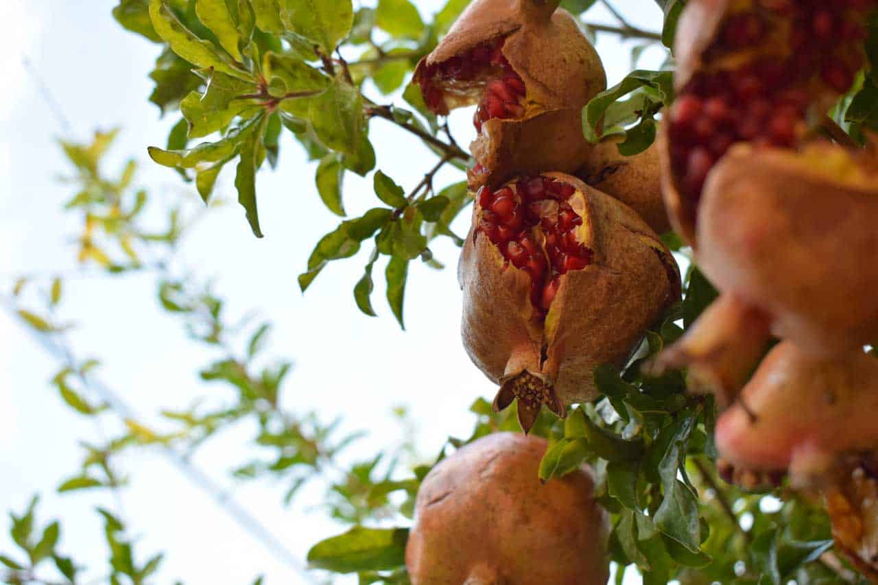 Pianta di melograno di Riserva Pianta di melograno di Riserva