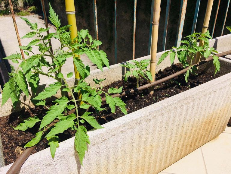 Qual'è il periodo ideale per coltivare i pomodori? L'ERRORE che