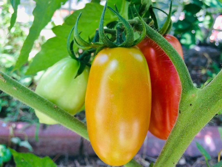 pomodori quando raccogliere