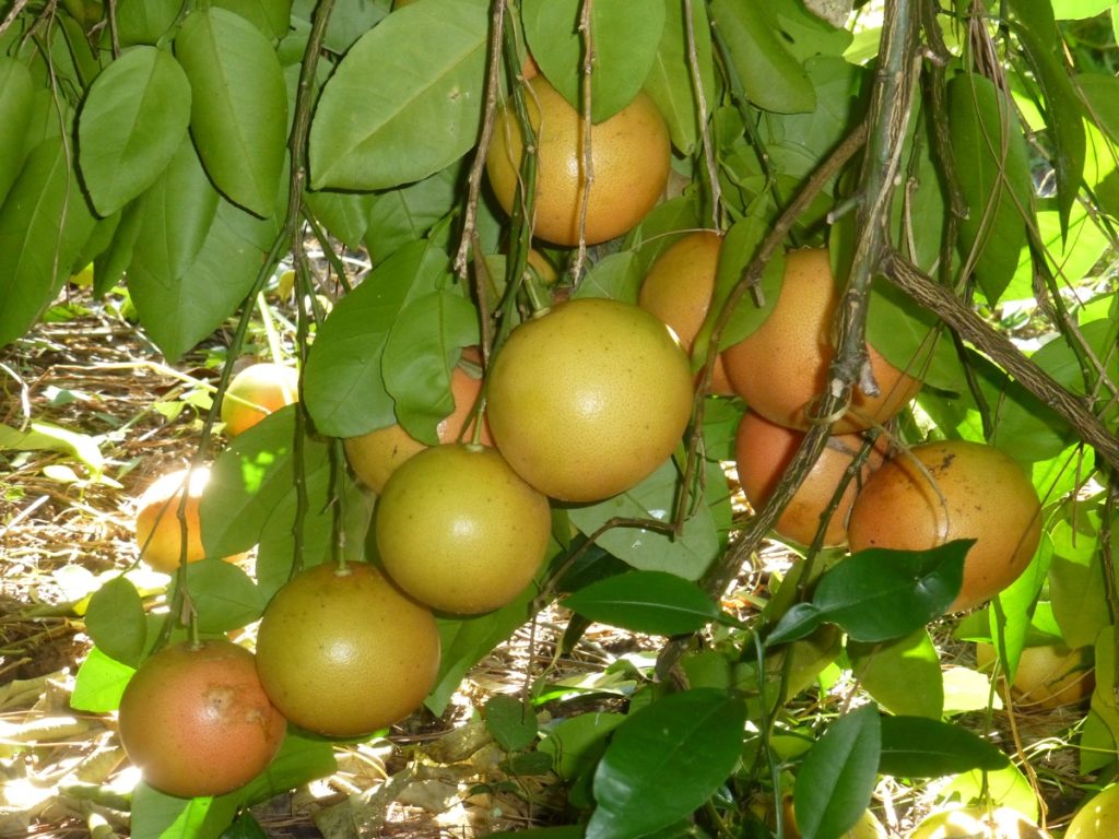 Pompelmo In Rumeno Pompelmo: scheda tecnica di coltivazione - Pianeta di Riserva