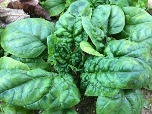 Coltivazione degli spinaci: tecniche e consigli