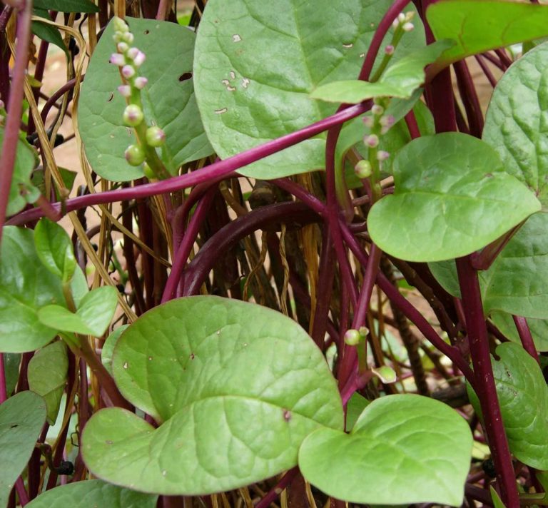 spinacio rampicante basella rubra