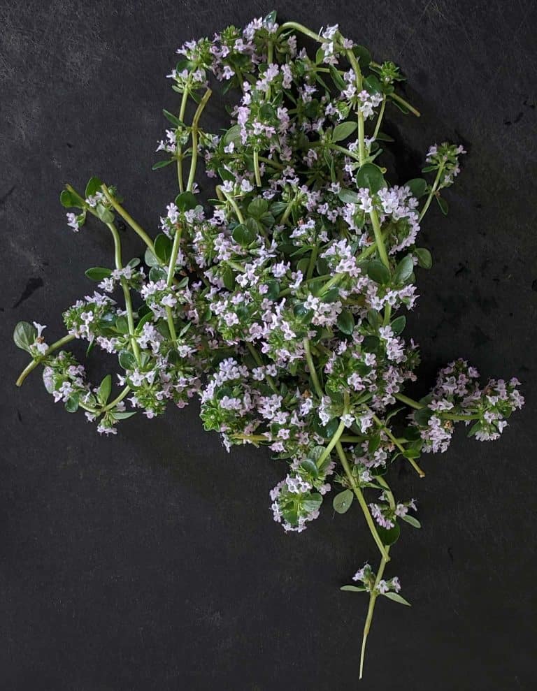 timo foglie fiori