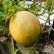 melone in vaso coltivazione