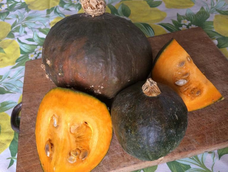 zucca