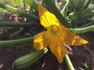 Zucchina: scheda tecnica di coltivazione